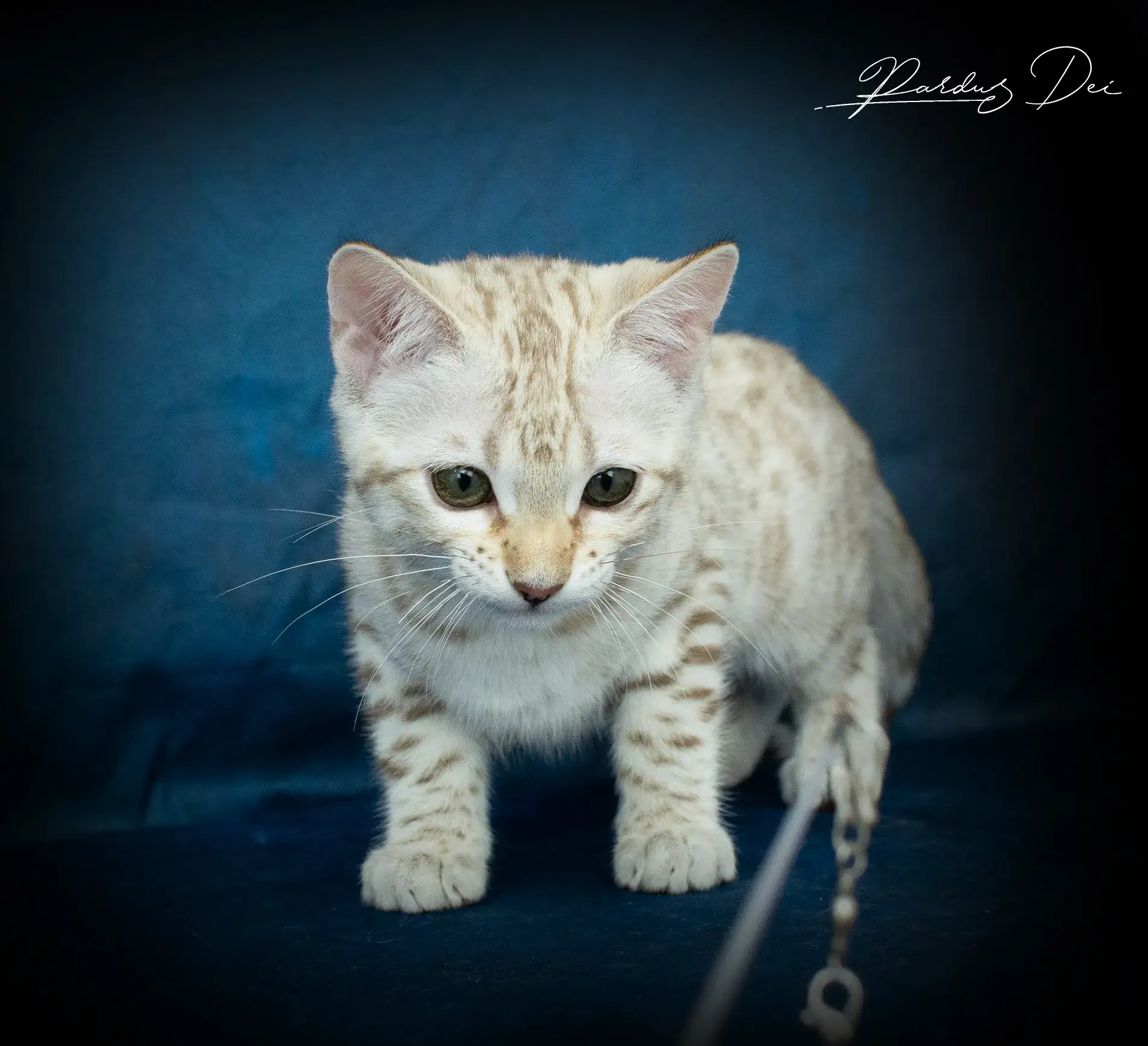 chaton bengal